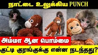 Dozens of fans flock to Japan zoo to see viral baby monkey |  Japanese Punch Monkey