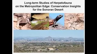Long-term Studies of Herpetofauna on the Metro. Edge: Conservation Insights from the Sonoran Desert