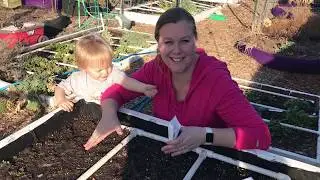Planting Heat Resistant Lettuce and Kale in Our Raised Garden Bed