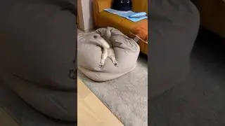 😹 This Time for A-fur-ica 🐾 | Cat&rsquo;s Hilarious Waka Waka Dance 🎵