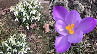 Snow drops, Crocus / Early spring flowers