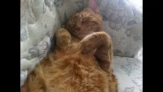 My cat, Ivan, has liver failure (hepatic lipidosis, pancreatitis, feeding tube)