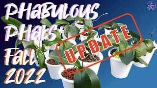 Phalaenopsis Fall Care Tips | UPDATE Fall 2022 Progress Report 🌱🌸 #ninjaorchids