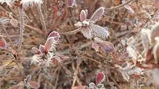 Have you ever seen a frost flower like this?