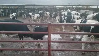 Go Vegan! Visit to Cow Vigil hosted by LA Animal Save in Los Angeles - Part 1, May 2019.