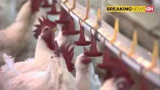 Ghana to ban arsenic infested chicken imports from USA! | BreakingNewsGH