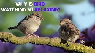 #whyisbirdwatchingsorelaxing #relaxingbirdvideo #relaxingmusic #potupets #birdsound #shanti
