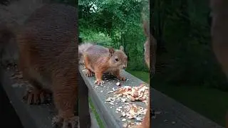 Squirrels Eating Peanuts #wildlifegarden #squirrel #feedingsquirrels