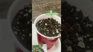 Platinum Scout V2 day4. Oklahoma Medical Marijuana Educational grow video.. 블라블라 떨 ㅋ