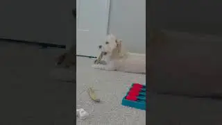 Dog&rsquo;s reaction to Taking a BATH #fypシ #dog #bathtime #foryou