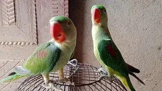 #how to Parrot training &Tips Tricks / mitthu & Mohabbat #training    mitthu !!