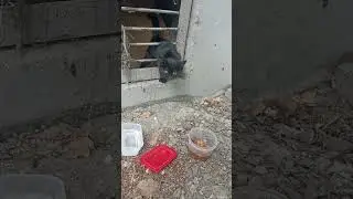 рнд, черный котенок