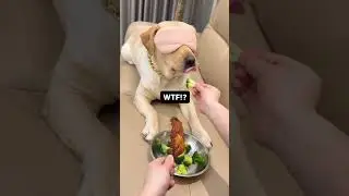 Dog reaction 😂 🤣 cheating..#cat #kittycomedy #funny #kitty #comedy #cutecomedy #shaababies