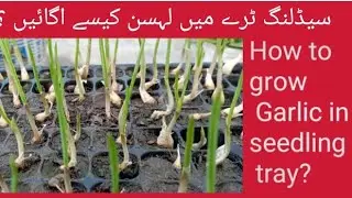 سیڈلنگ ٹرےمیں لہسن کیسے اگائیں ؟ |How to grow Garlic in seedling tray |GROW GARLIC|#garlic