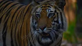 Male Tiger in Bandhavgarh National Park || Tala Zone || February 2022