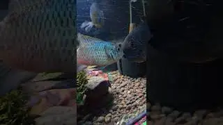 2v1(Electric Blue Acaras vs Green Severum) battling out #fishfight #aquarium #aggressivefish #shorts