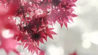 Fall Themed Prayer Service Worship Video Loop