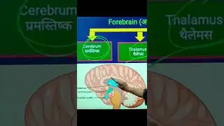 cerebrum thalamus hypothalamus 💥 forebrain parts 💥 function of human brain