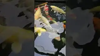 Colin Wilson Ilsington koi channel