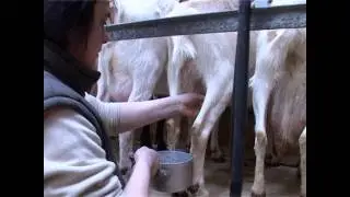 La traite des chèvres à la Chèvrerie de la Baie - Tréguennec