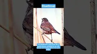 The bluethroat&rsquo;s song flows like a gentle breeze, painting the air with beauty