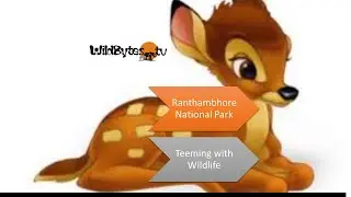 Visit Ranthambhore National Park, India for the REAL Disney ANIMALS!