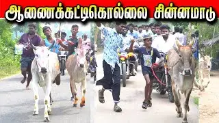 ஆணைகட்டிக்கொல்லை சிறியமாடு கைப்புறா 17/01/2026#krish_studio_kattumavadi