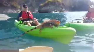 Crazy iguana 