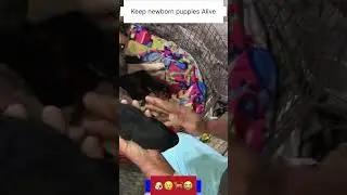 इस video के बाद हर कोई Dog Breeding करना चाहे गा |🔥🐶 #enterdogclub #rub #puppy #dog