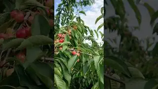 Xarici Gilas Sortları