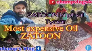 ZATOON Ka BAGH || MOST EXPENSIVE OIL OF ZATOON || GARDEN VLOG