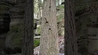 JAILBREAK🤘#thinlizzy#escape#ohio#explore#nature