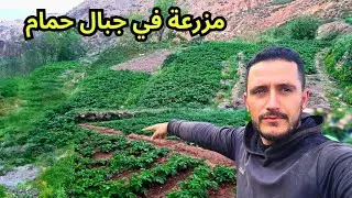 الحياة اليومية في جبال حمام منبع طبيعة والجلبان البلدي وخيرات الله هنا...