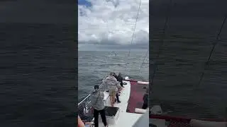 Cabo Whale Watching