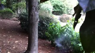 MosquitoNix Mosquito Control Mosquito Misting System - Black Wrought Iron Fence and Yardscape