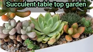 Artificial succulent plants arrangements in white ceramic pot planter | miniature table top garden