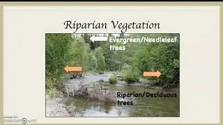 Riparian Vegetation