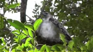 Philippine Eagle (Pithecophaga jefferyi) on Mt. Mingan, Luzon