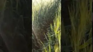 Wheat midge flying in field