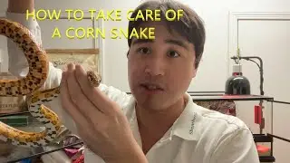 How to Take Care of a Corn Snake