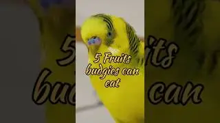 5 Fruit budgies can eat .☘️☘️#budgies #shorts#parakeet #birds