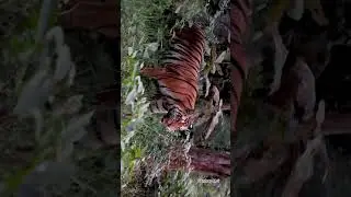 Raw moment in the wild, tiger encounter #wildlife #nature #tiger
