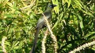 Racket-tailed Treepie  (Crypsirina temia)