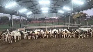  Chinkara goat farm  night time ( सर्दी का समय )