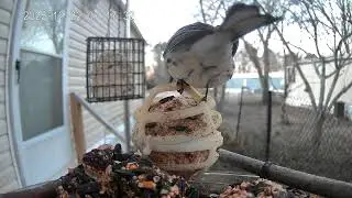 Bird of the day December 22nd 2025
