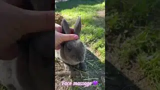 Bunny Spa Day