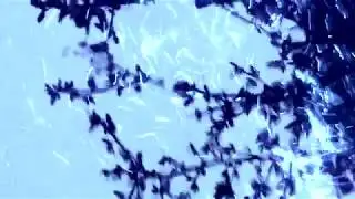 Luca Ramelli - Celestial Rain (SkyTearDrops Video)- VSF Project