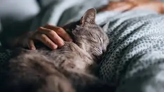 Why Does Your Cat Sleep With You?  What Your Cat's Sleep Spot Reveals About Your Connection?