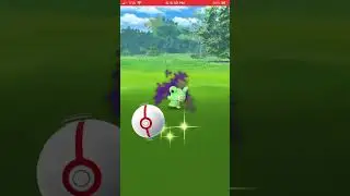I caught my second shiny shadow