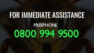 Pest Removal Expert | Pest Control Bournemouth